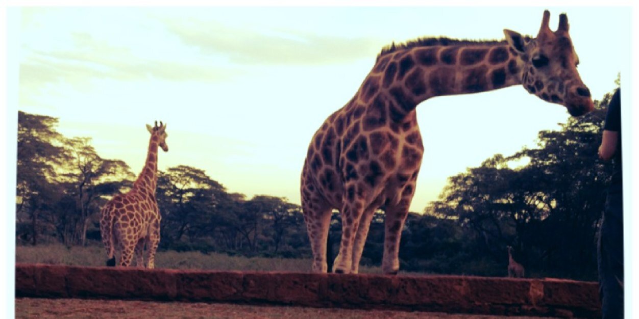 Rosey_Em's profile banner image