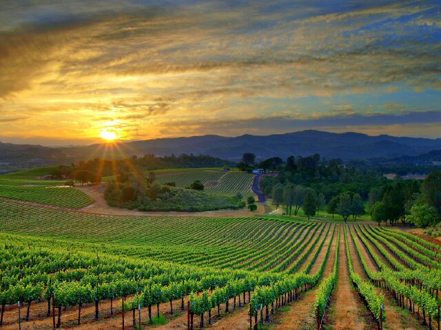 WINE_DYNAMICS's profile banner image