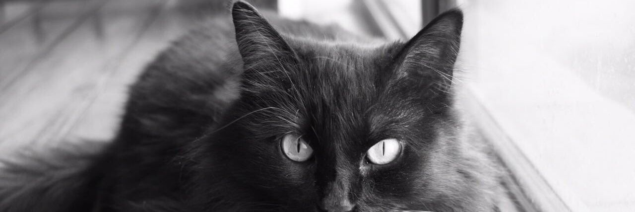 LatebirdVeloz's profile banner image