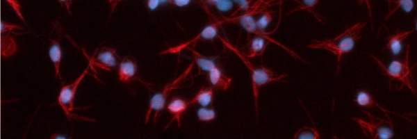 DLamprinaki Profile Banner