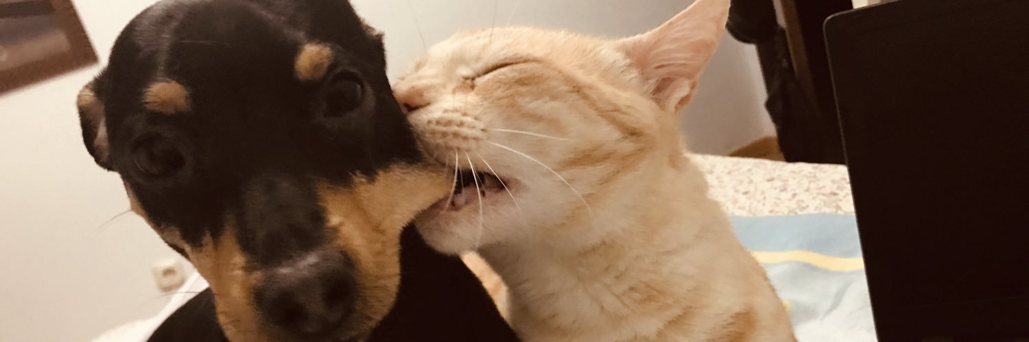 Mimisifu's profile banner image