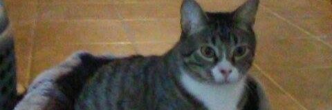 Brian Johnson Jr. banner