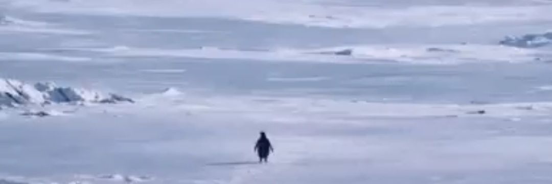 Michael Signorella banner