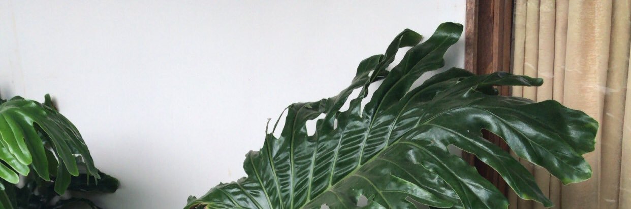 rezanians's profile banner image