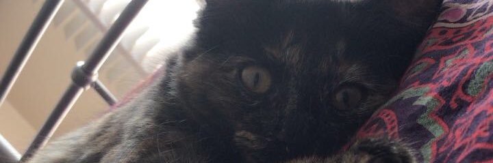 FreemanCalum's profile banner image