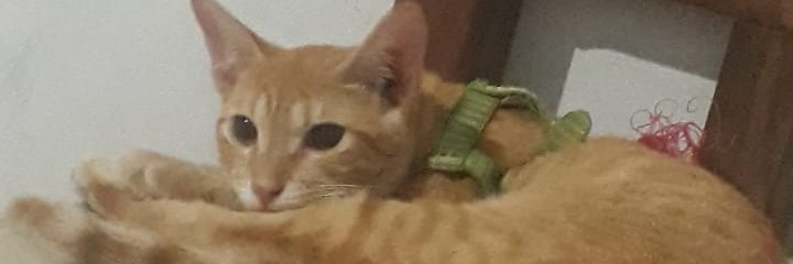 skyreedd1's profile banner image
