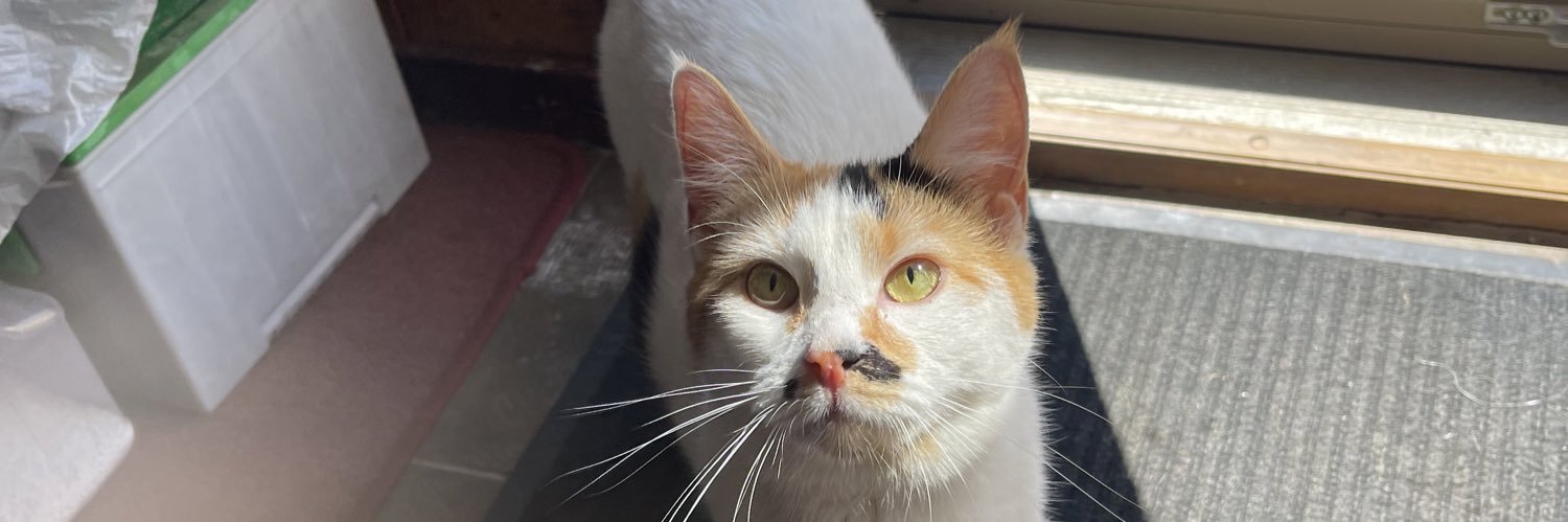 Captain Jack 🏴‍☠️ banner