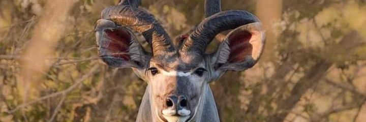 58kitonga's profile banner image
