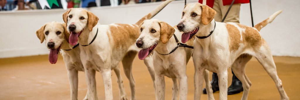 Festival of Hunting banner