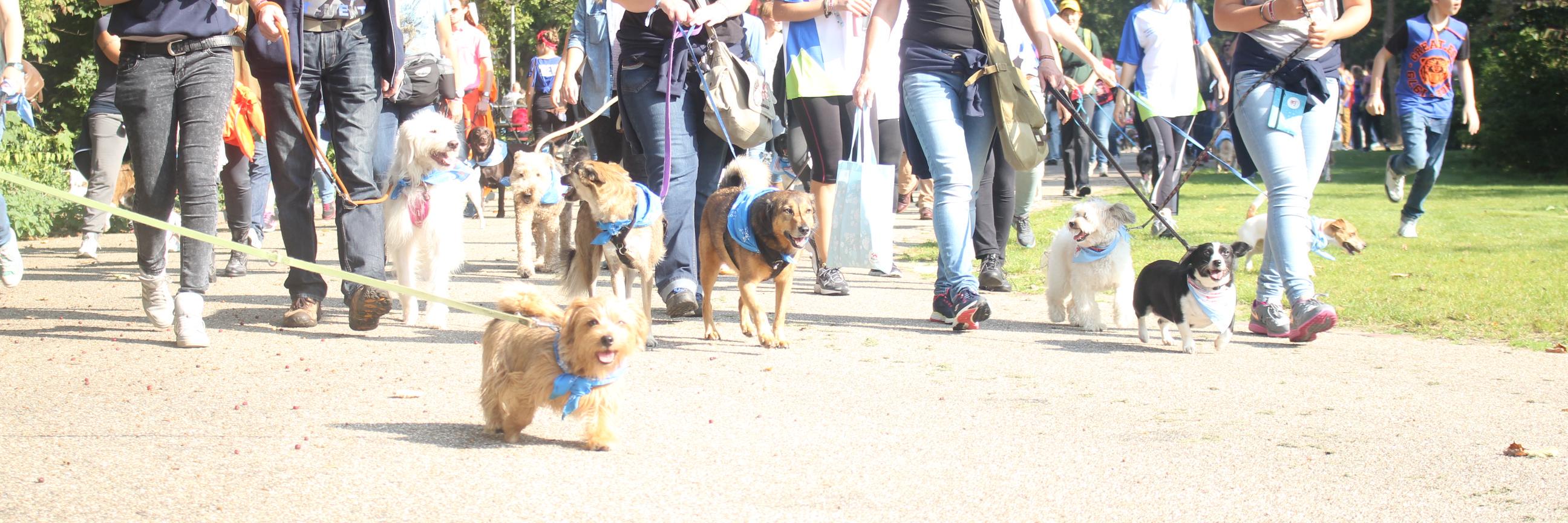 doggymarathon's profile banner image