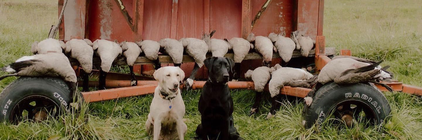 BoStudley's profile banner image