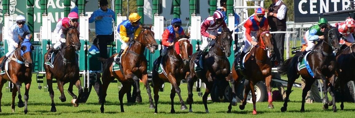 💧Progold Thoroughbreds banner