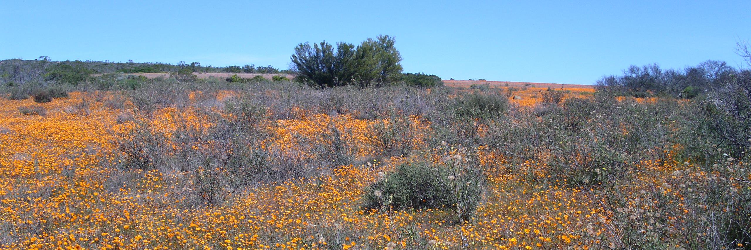 Macroecology UT banner