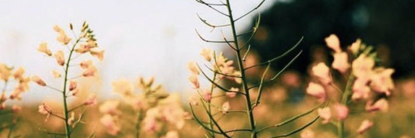 cass banner