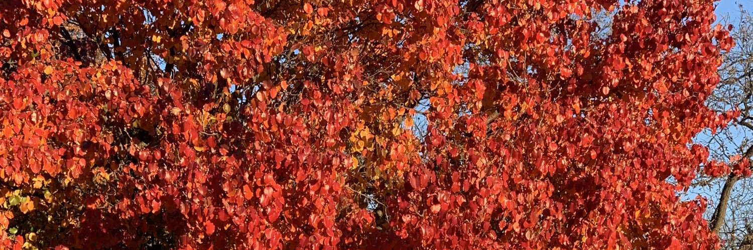berrykixx's profile banner image