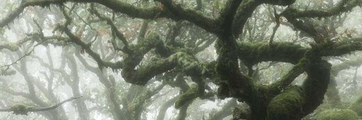 ReaderofHonoku's profile banner image