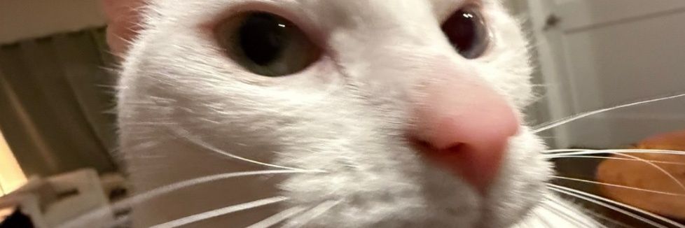 𝑀𝒾𝓇𝓇𝓇 🌻 banner