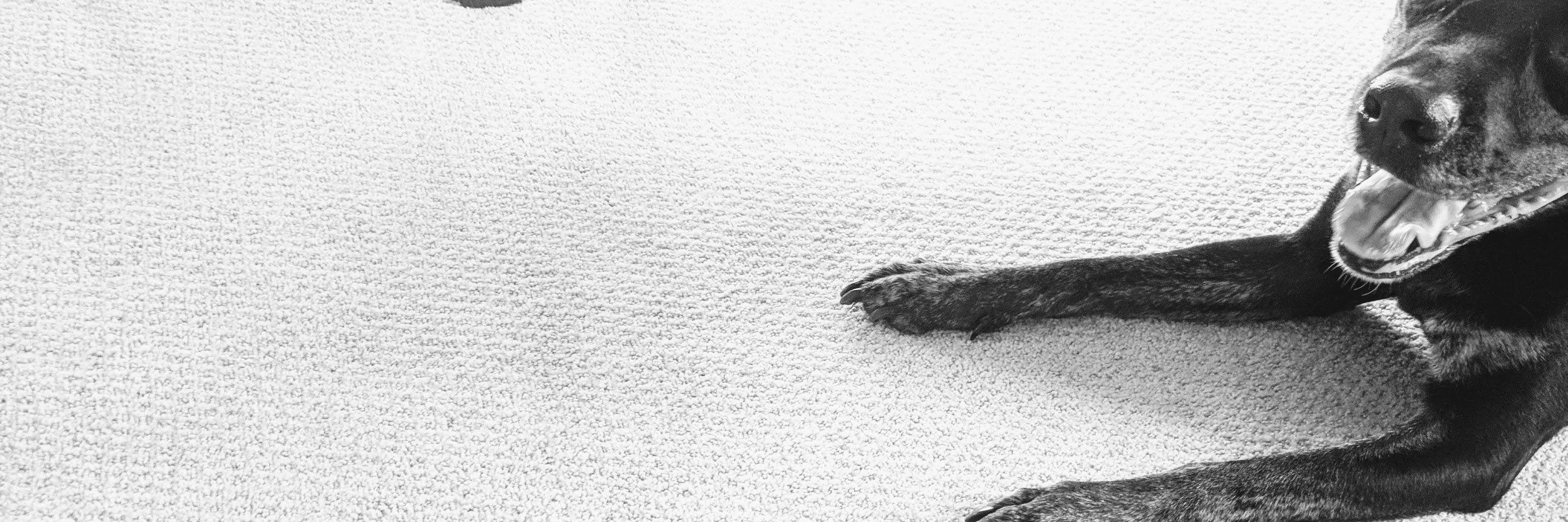 ashleyishangry's profile banner image