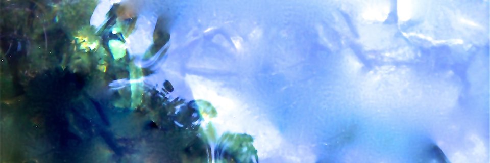 Ariel Steuer banner
