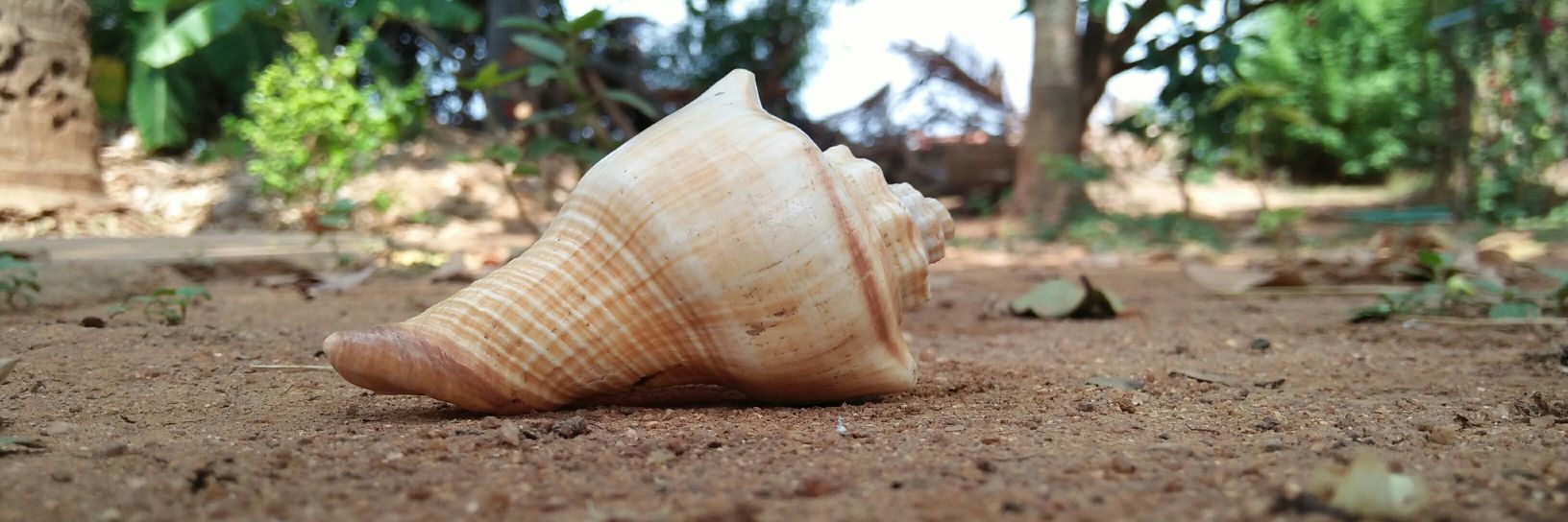 ವಿಕ್ಕಿ ತಿಮ್ಮಯ್ಯ banner