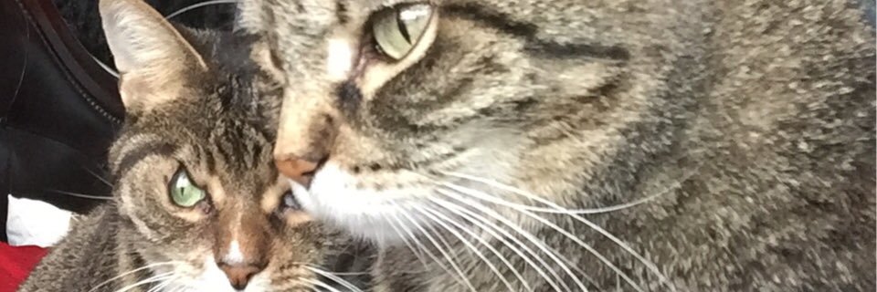 AmyVictoreiae's profile banner image