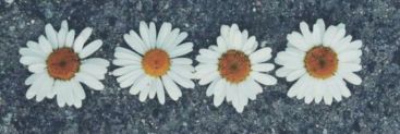JuliNicorelli's profile banner image