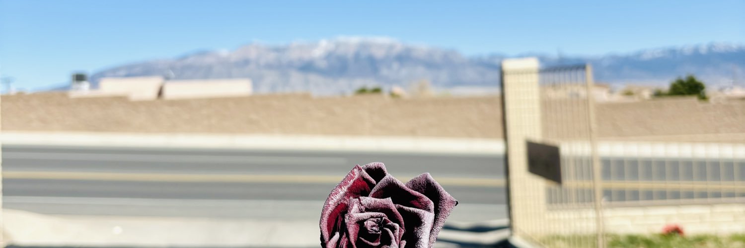 sstephs's profile banner image