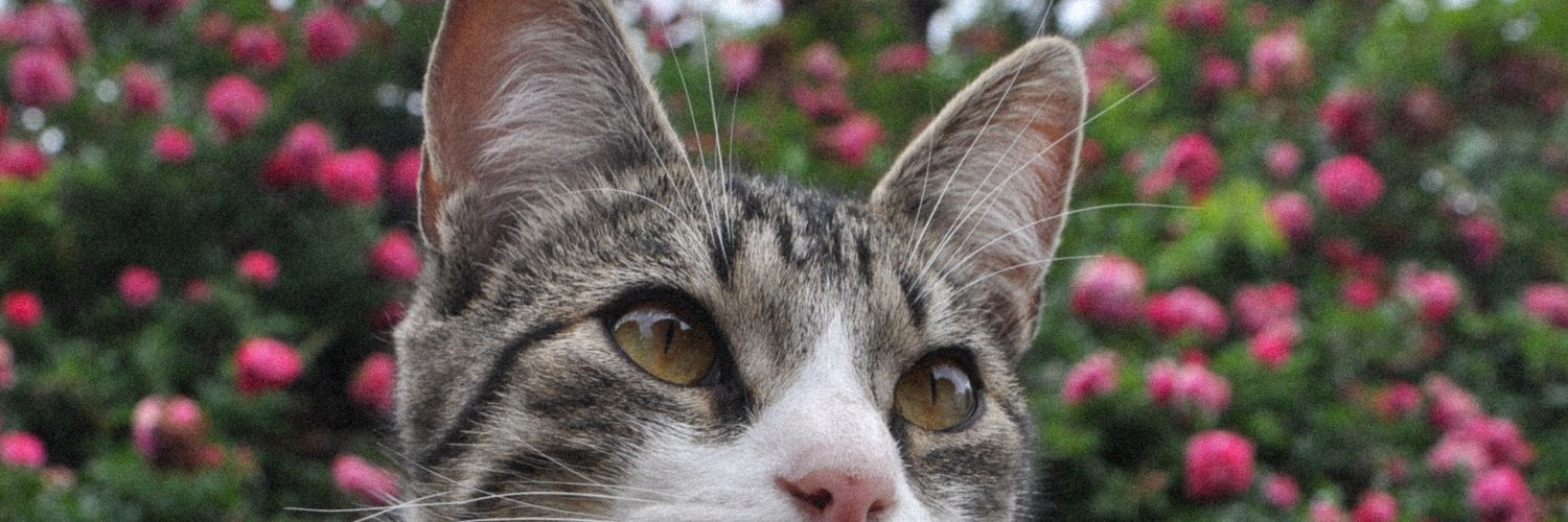 lupecristante_'s profile banner image