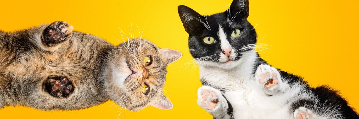 CheetoTuxedo's profile banner image
