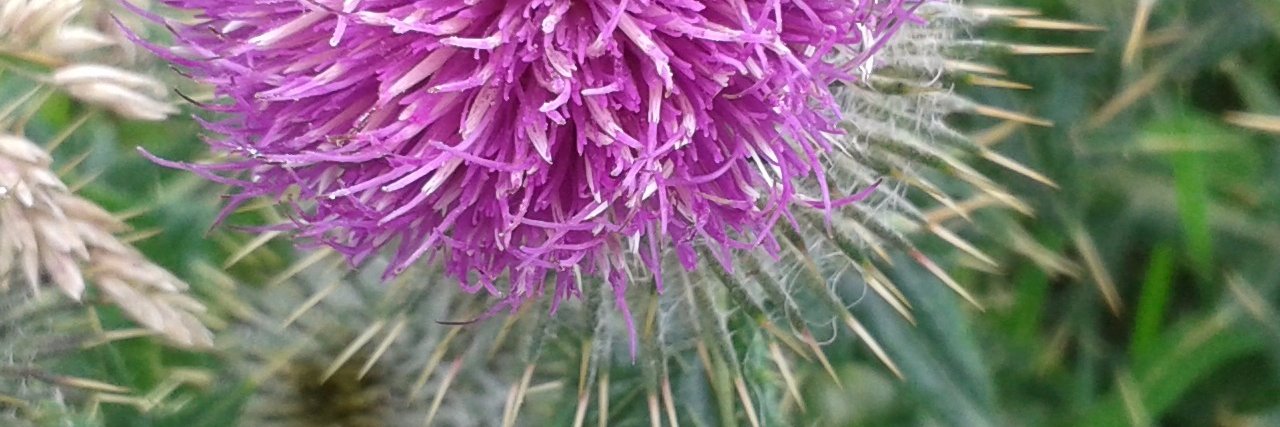 mountainthistle's profile banner image