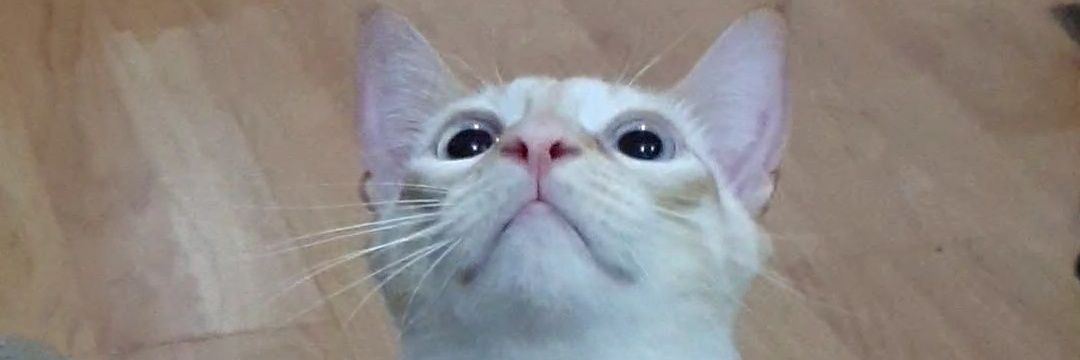 samipeko 🐱's banner