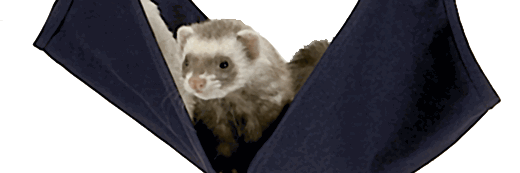 FerretRoadshow's profile banner image