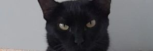 sasuhett's profile banner image