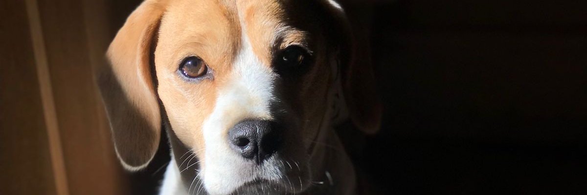 DaniRodriguezF7's profile banner image