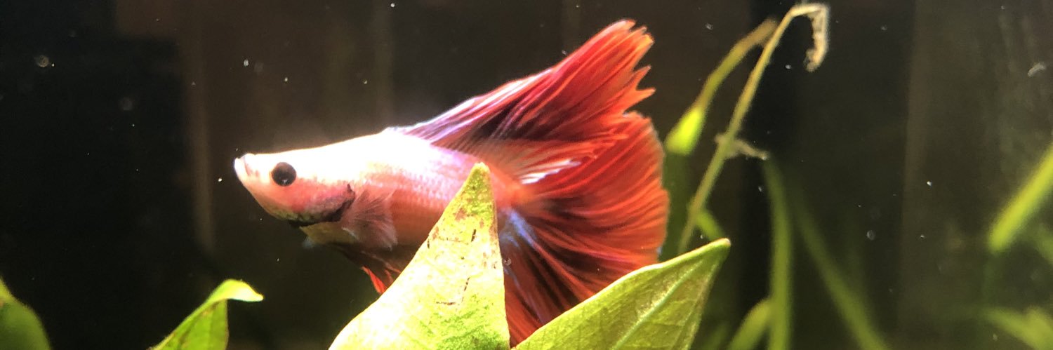 NotJarit's profile banner image