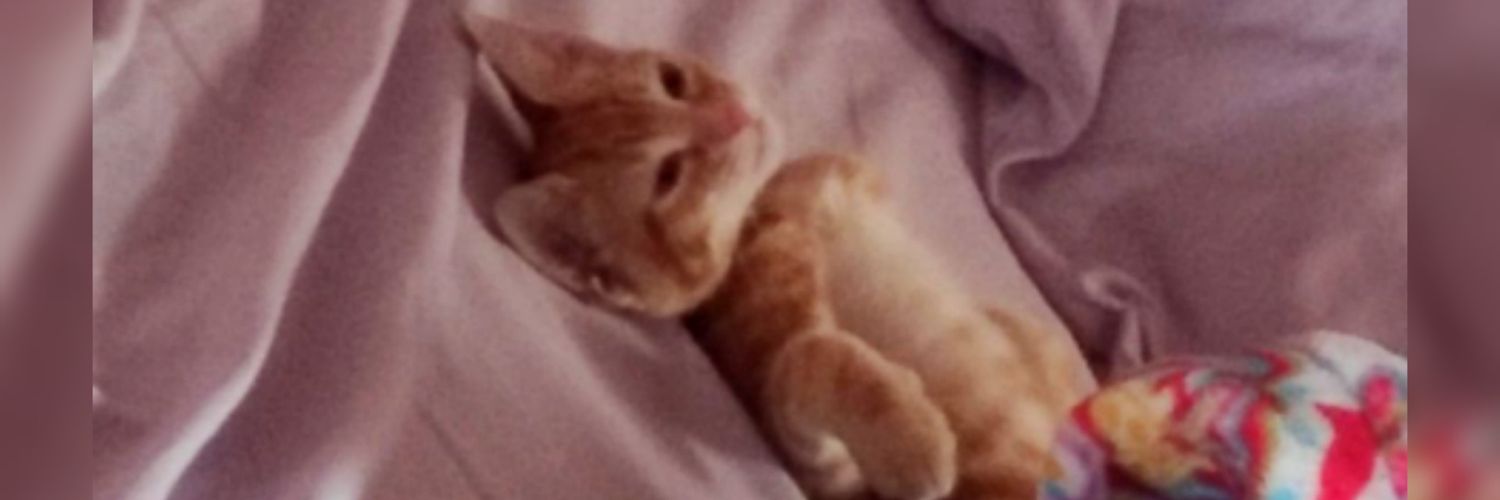 BrisaLonghi's profile banner image
