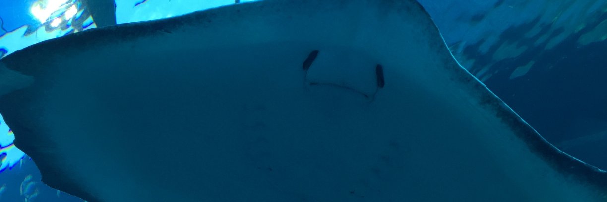 Henlo Smit banner