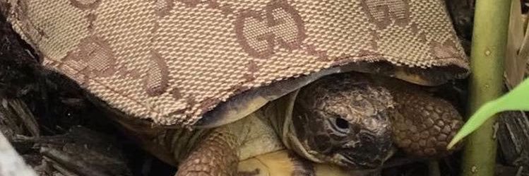 smalllscream's profile banner image