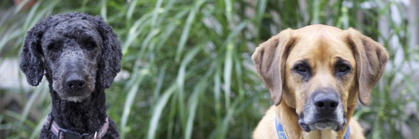 swolfson16 Profile Banner