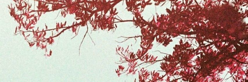 pulverizedwalls's profile banner image