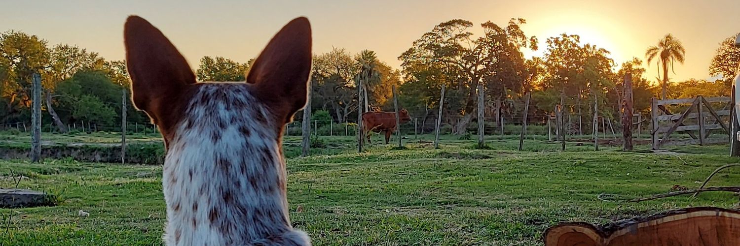 VeronicaPerezn's profile banner image