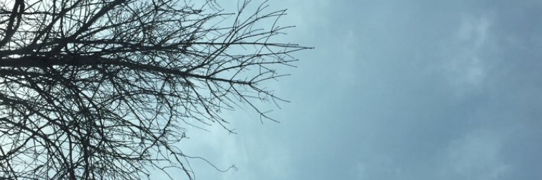 thesewinglizard's profile banner image