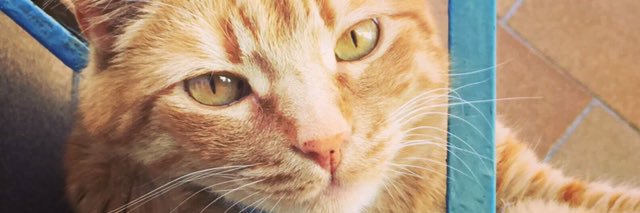 Amparipari's profile banner image