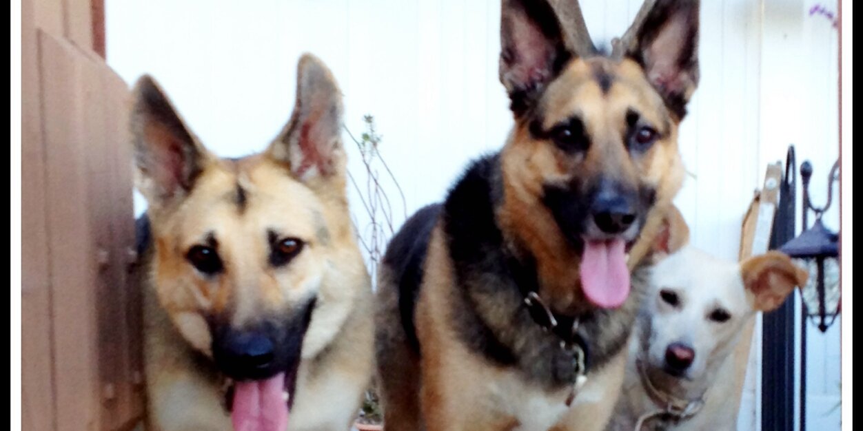 K9Angel343's profile banner image