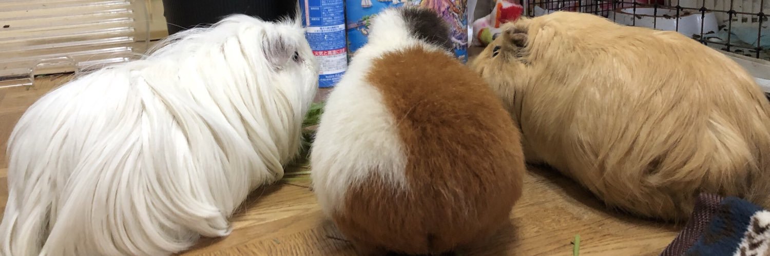 しばこ︎✿·͜· banner