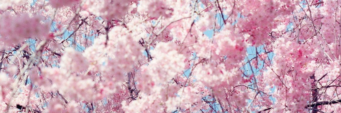 sakurasdescent's profile banner image