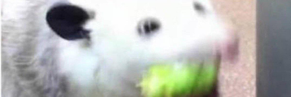 WinningMushroom's profile banner image