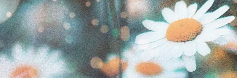 agnetenyheim's profile banner image