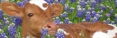 LynleyTraill's profile banner image