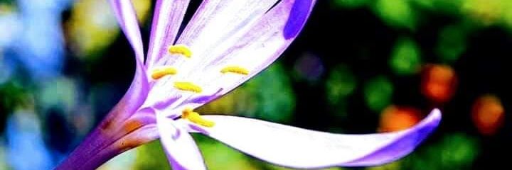 CrisGAM77's profile banner image